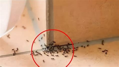 上海最高 家里很多蚂蚁